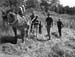 PlowingMule_Gray_Edit1